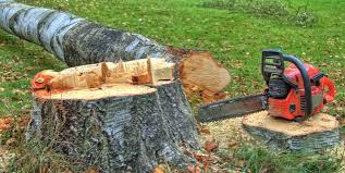 Best Hazardous Tree Removal  in Dansville, NY