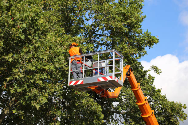 Best Commercial Tree Services  in Dansville, NY