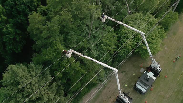 Best Tree and Shrub Care  in Dansville, NY