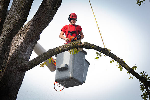 Best Tree Removal  in Dansville, NY