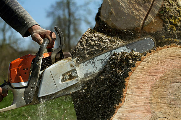 Best Storm Damage Tree Cleanup  in Dansville, NY
