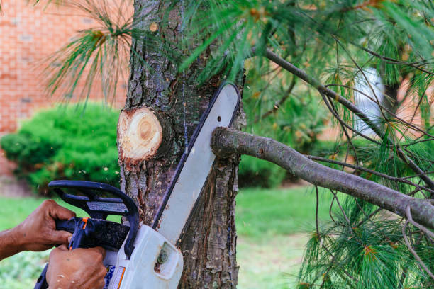 Best Palm Tree Trimming  in Dansville, NY